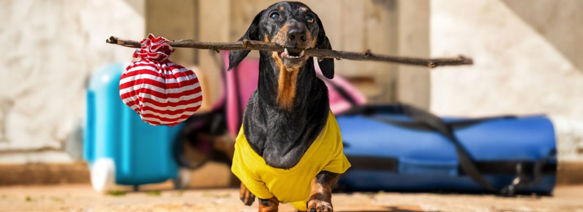 alquilar un apartamento en Peñíscola con tu mascota